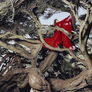Nested In Tangles 